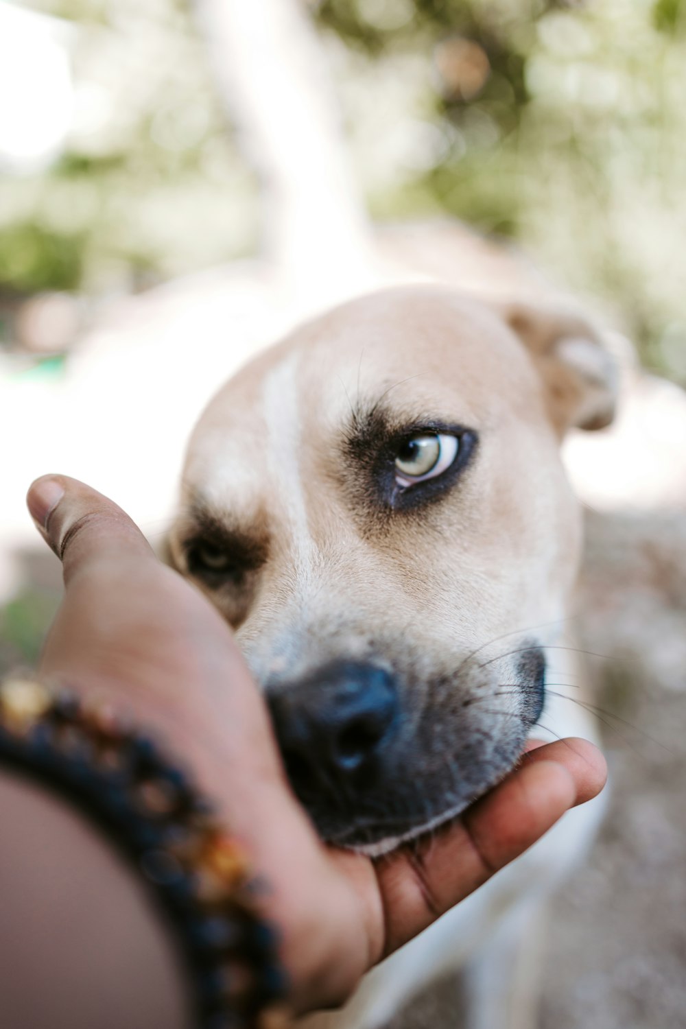 white and brown short coated dog