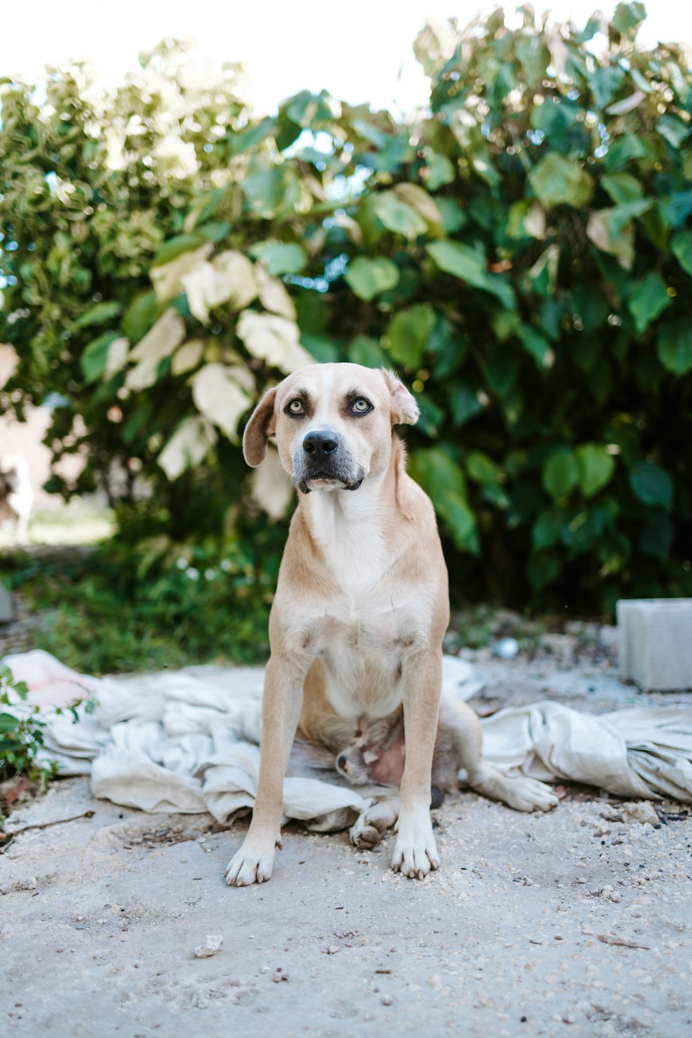 brown short coated dog sitting on ground