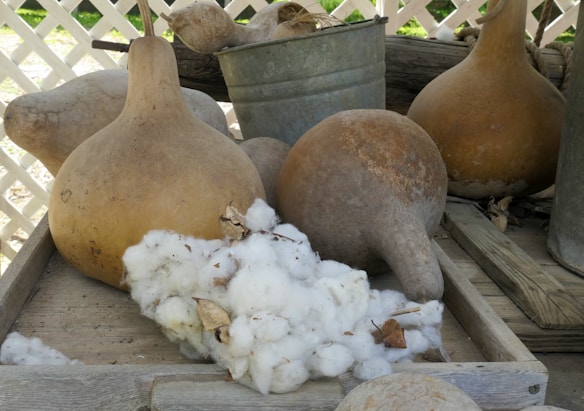 A rustic collection of large dried gourds is placed on a wooden surface alongside a cluster of raw cotton. A weathered metal bucket is visible in the background, adding to the vintage and earthy atmosphere. The setting appears to be outdoors, with a lattice fence indicating a garden or backyard environment.