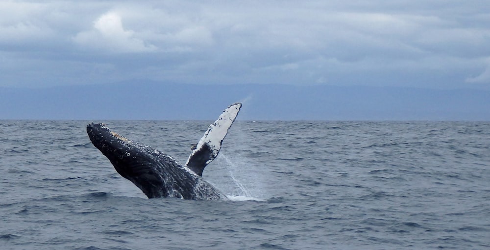 black whale on blue sea under blue sky during daytime