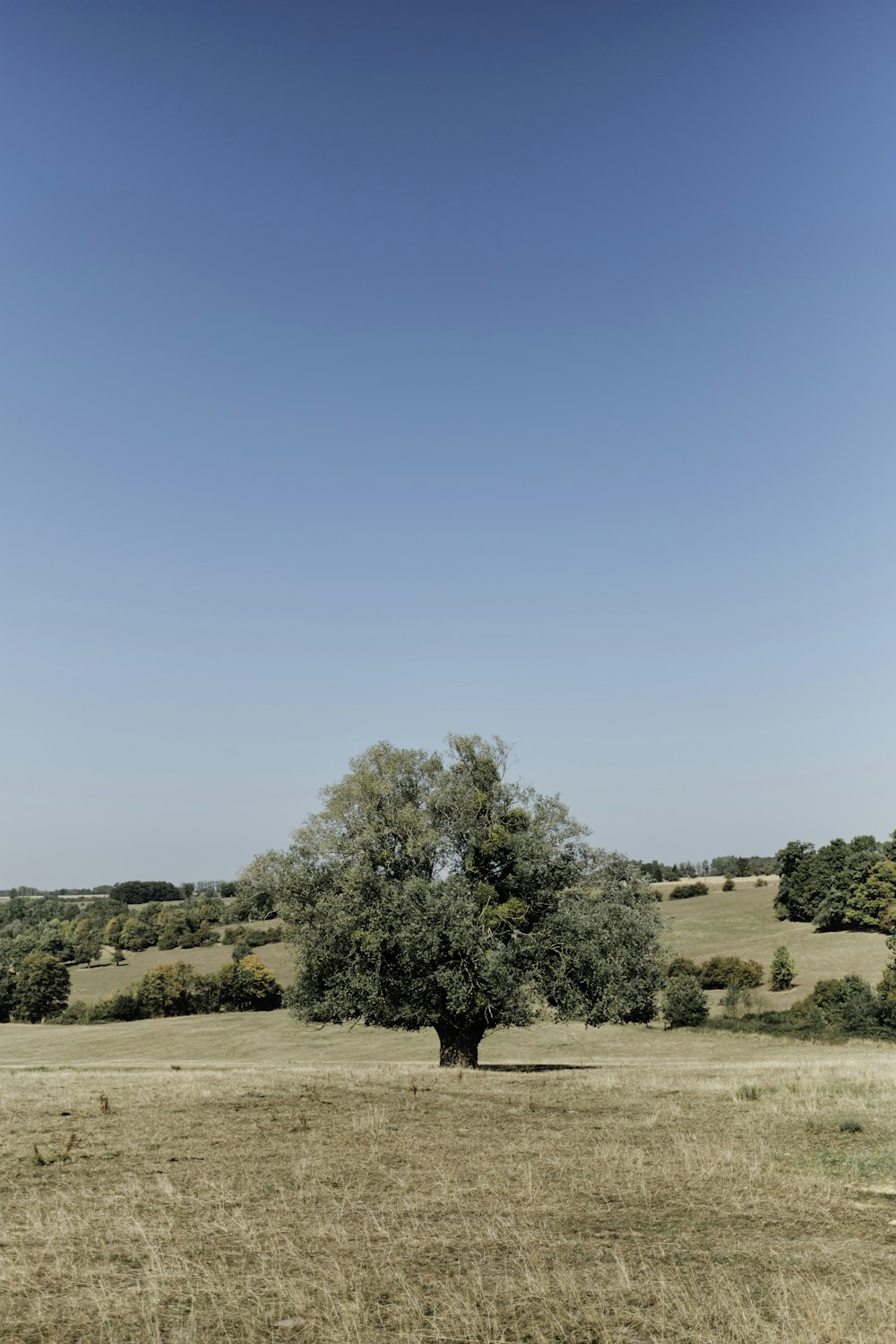 a lone tree in a field of dry grass