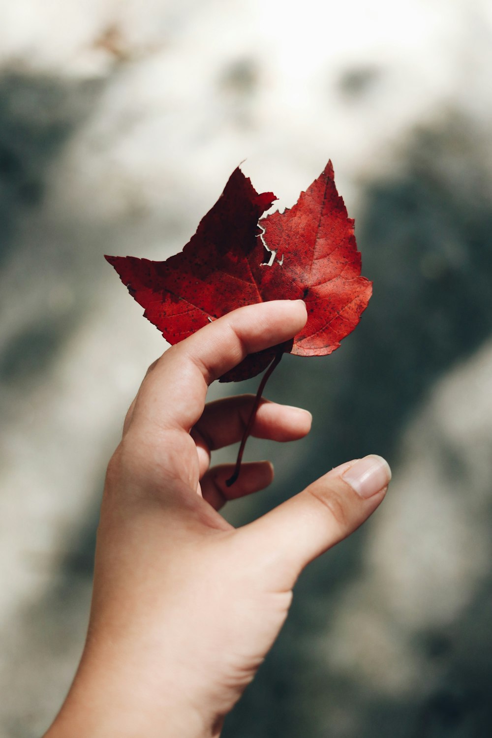 red maple leaf on persons hand
