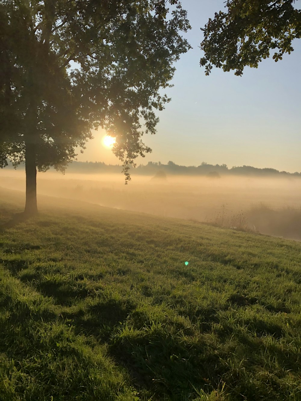 green grass field with trees during sunset