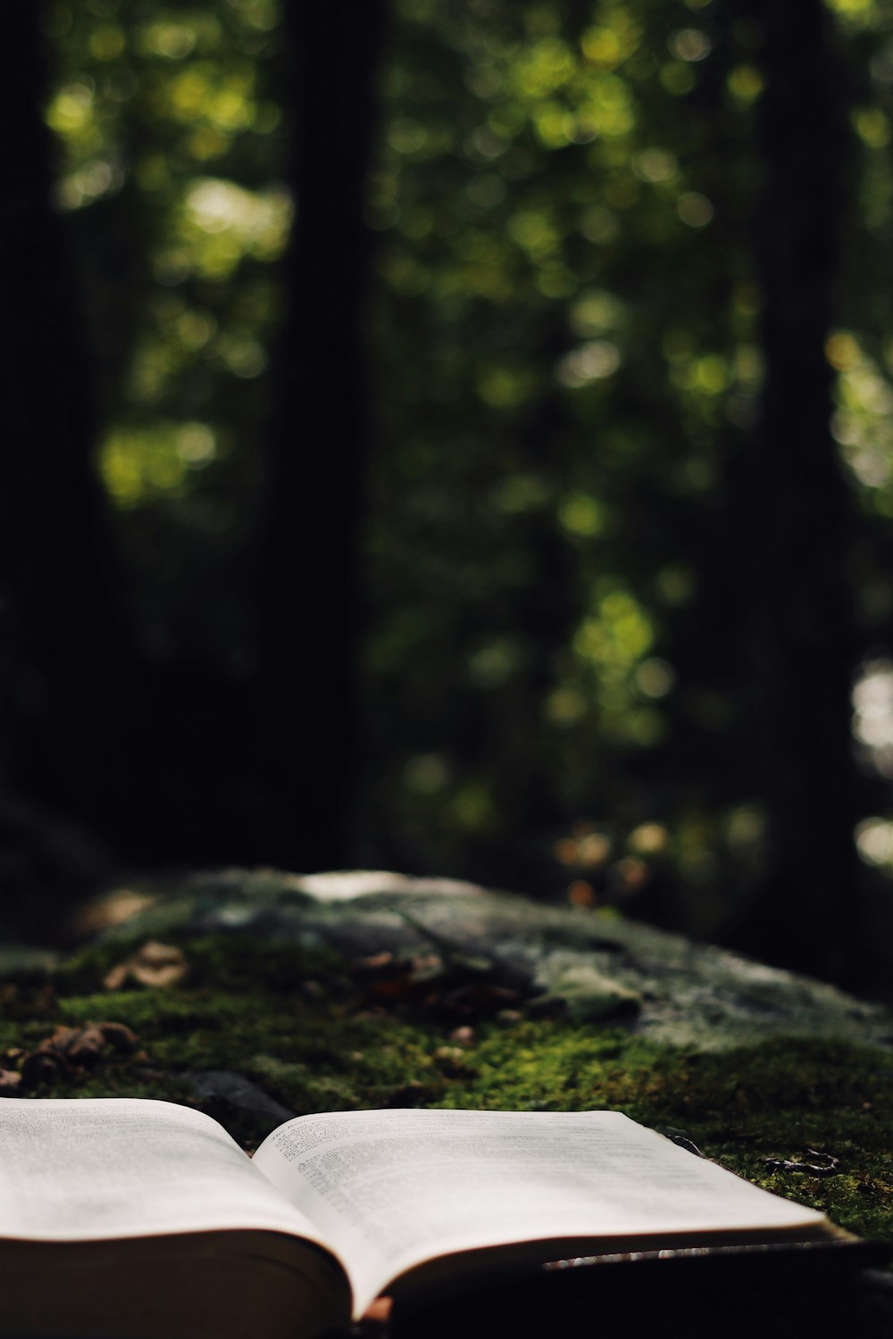 green moss on gray rock