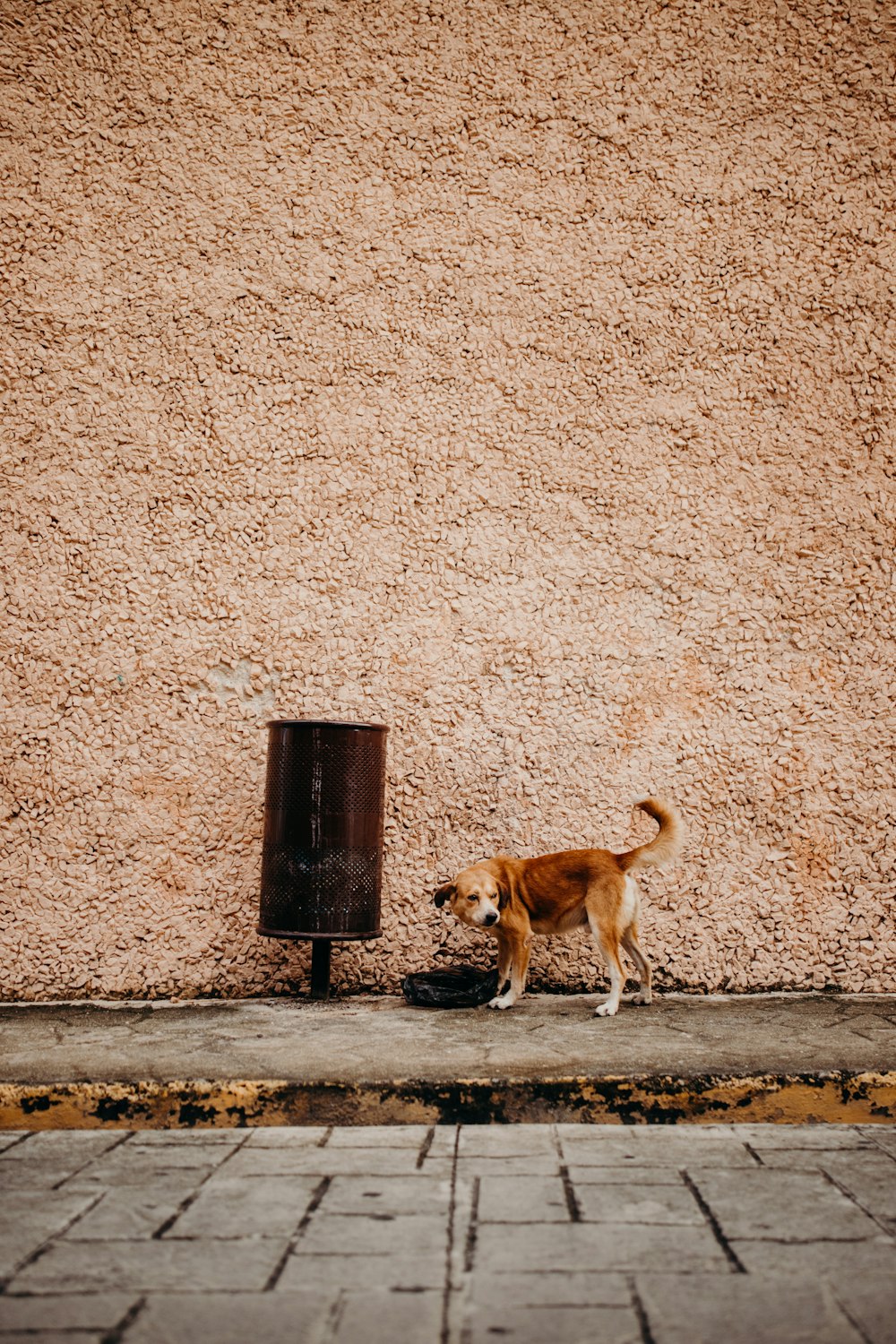 brown short coated dog on gray concrete floor