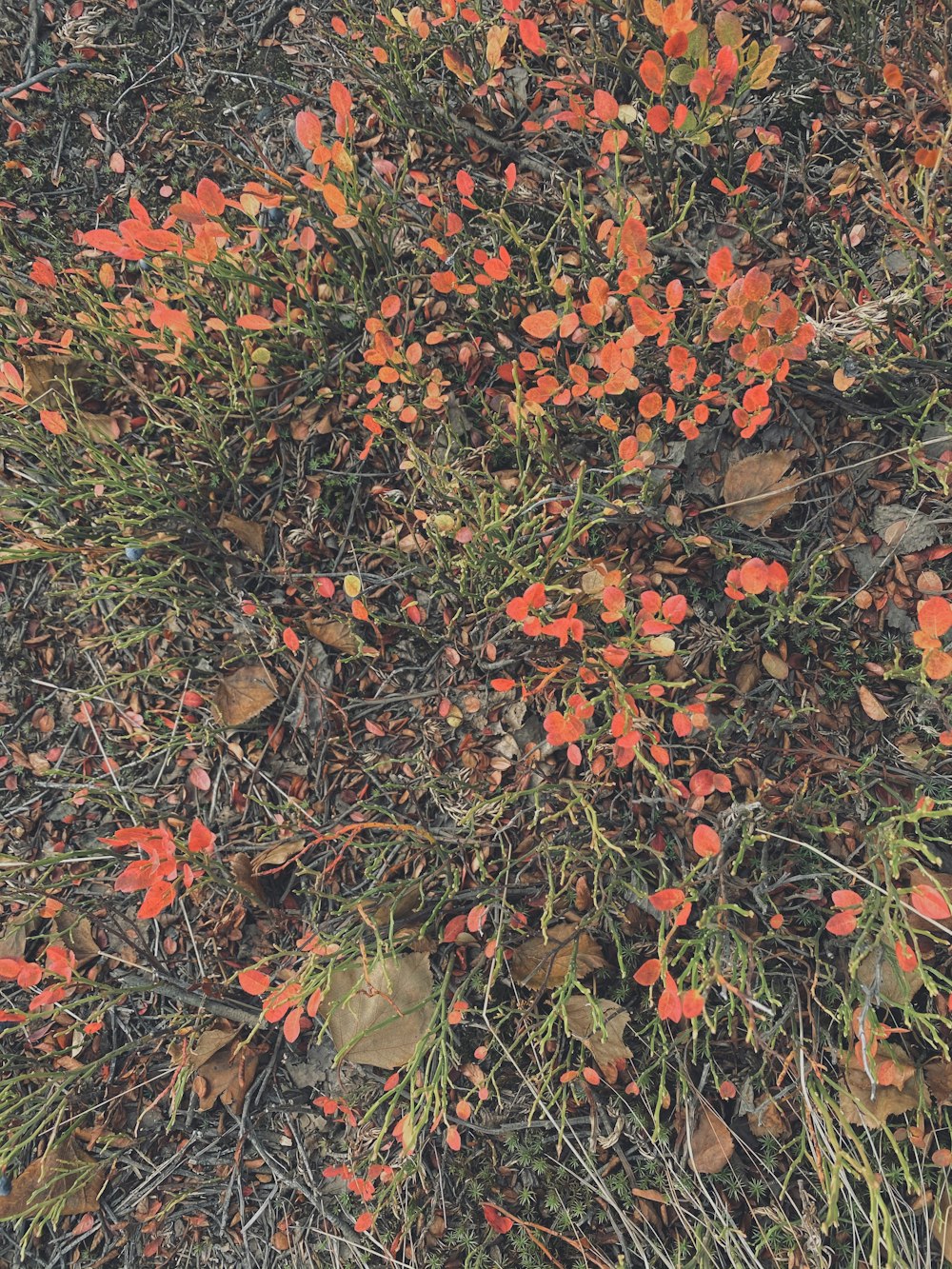 red and yellow maple leaves on ground