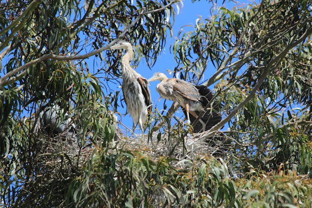 Two large birds, likely herons or egrets, standing on a well-constructed nest within the branches of a tree. They are surrounded by lush green leaves against a clear blue sky.