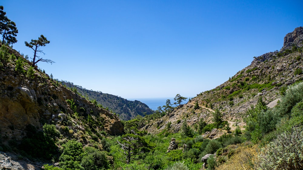 green trees on mountain under blue sky during daytime