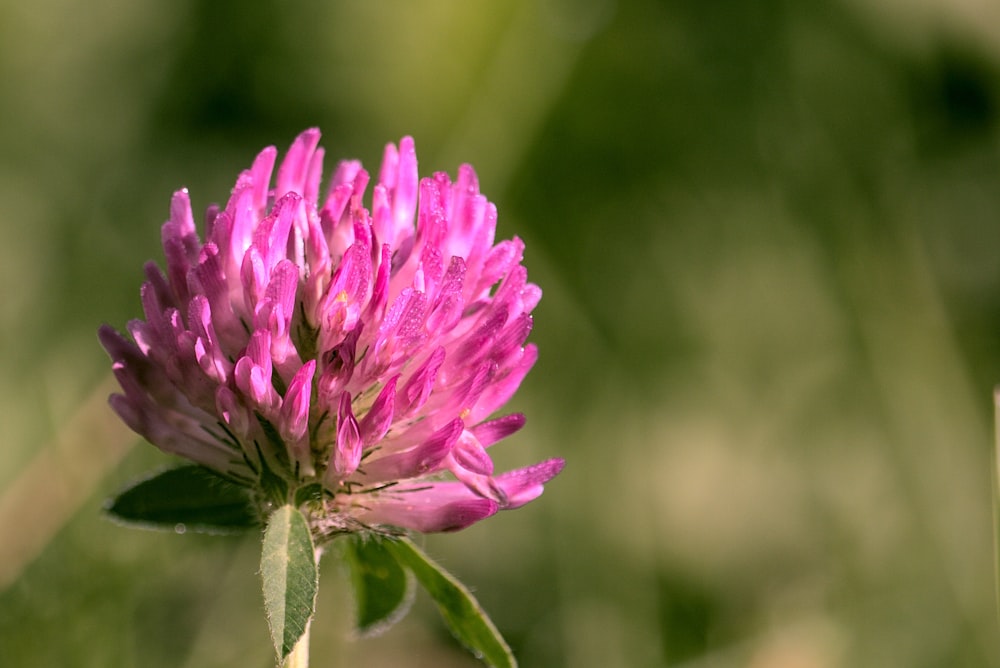 purple flower in tilt shift lens