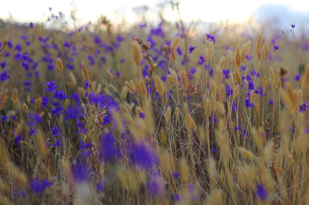 campo de flores amarelas durante o dia