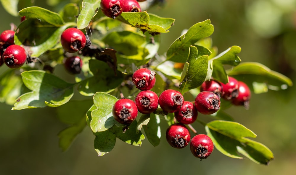 red round fruits on green leaves