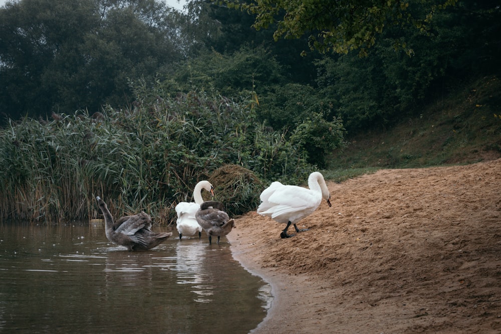 flock of swans on river during daytime