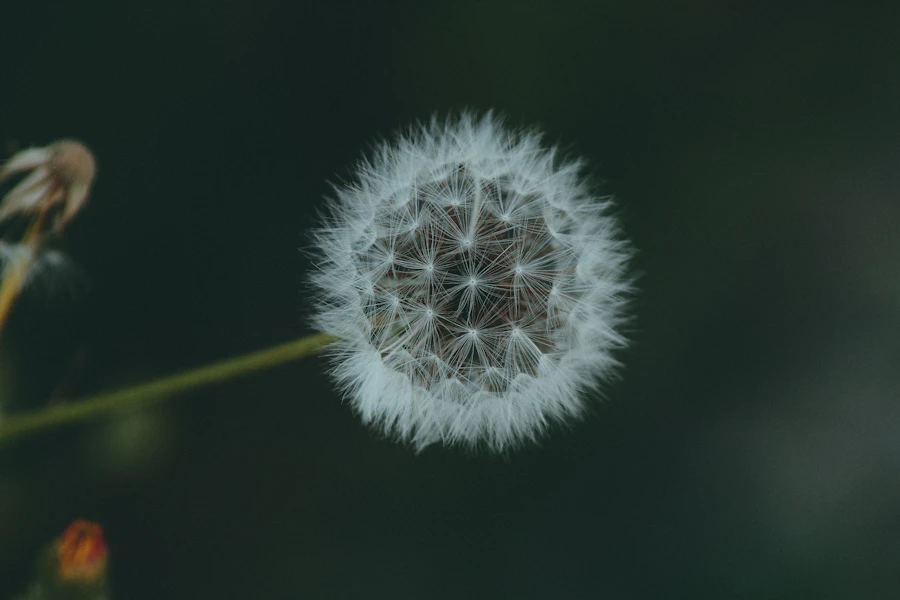 white dandelion in close up photography