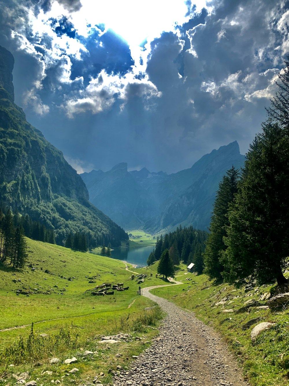 Champ d’herbe verte et arbres sous les nuages blancs et le ciel bleu pendant la journée