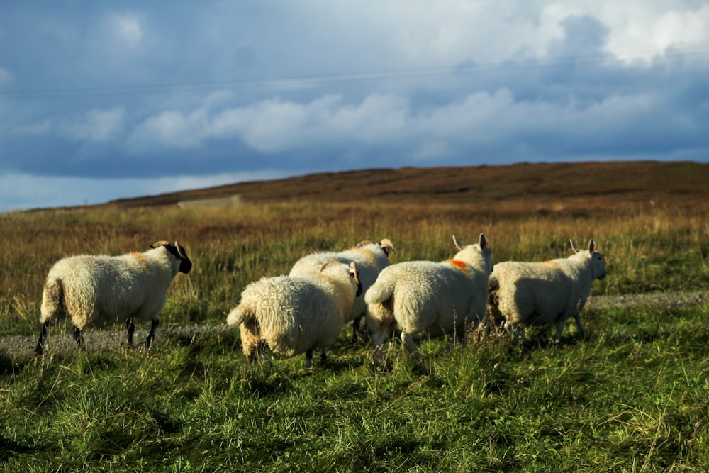 昼間の緑の草原の羊の群れ
