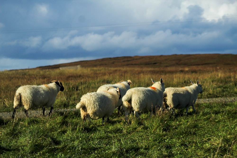 herd of sheep on green grass field during daytime