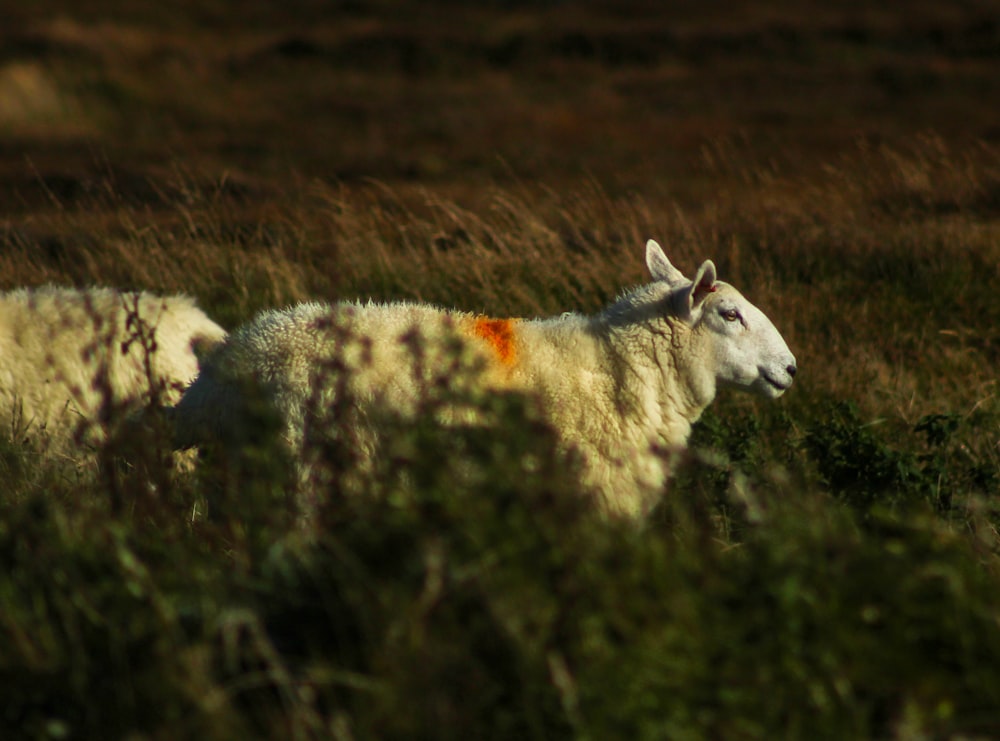 vache blanche et brune sur un champ d’herbe verte pendant la journée