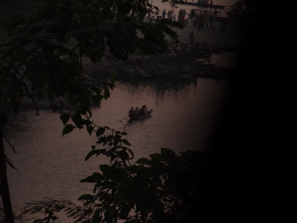 green plant near body of water during daytime