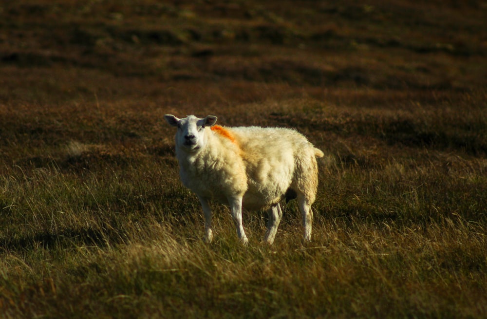 white horse on brown grass field during daytime