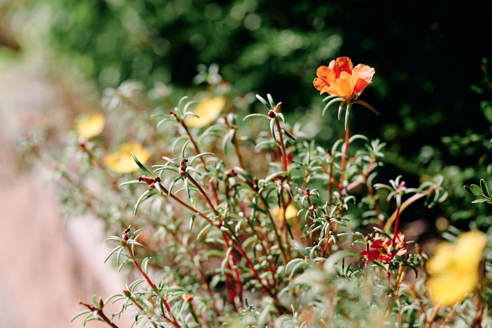 Orange Blume in Tilt Shift Linse