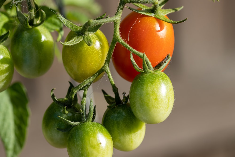 Free Tomato bush Image on Unsplash