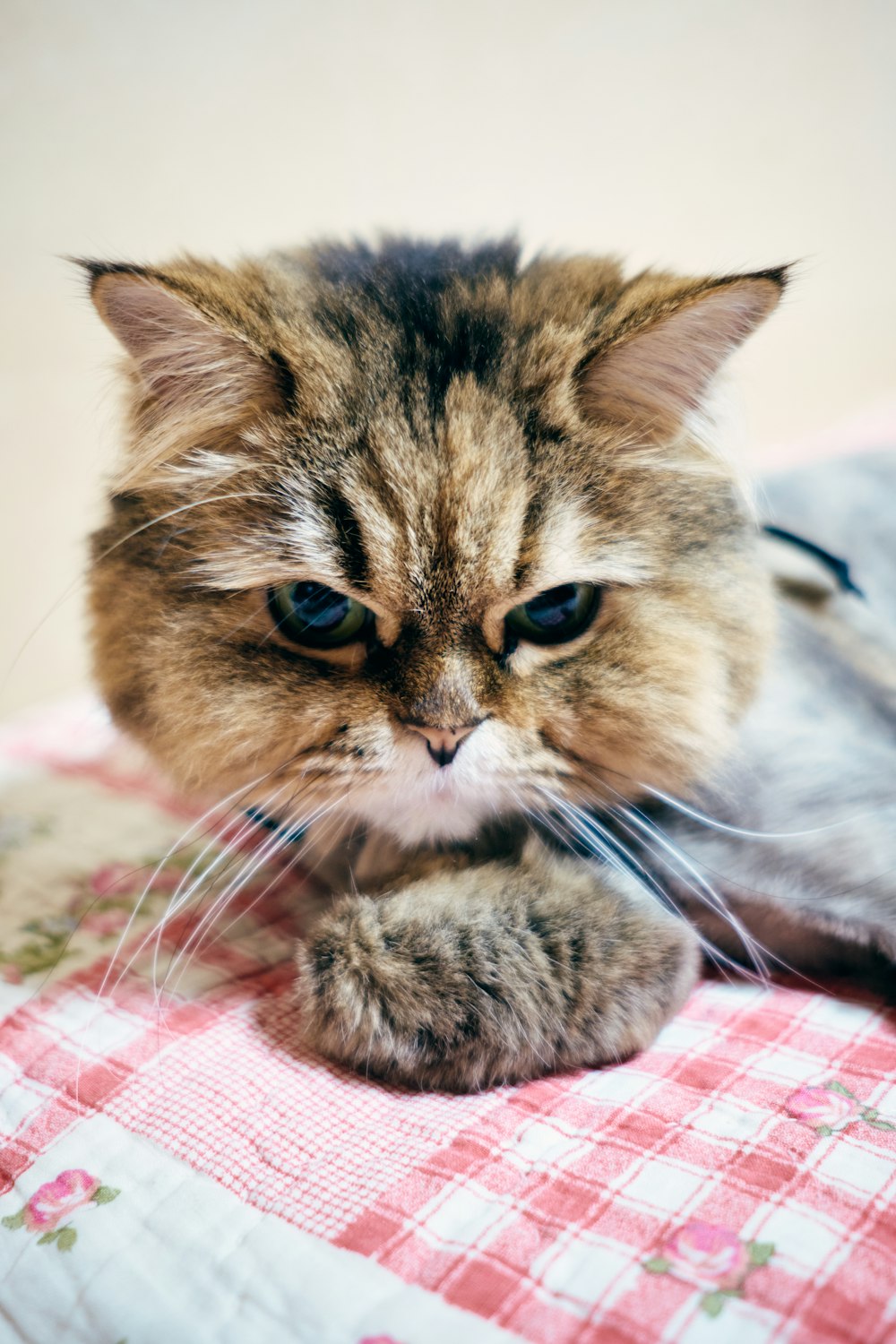 白とピンクの織物に茶色のぶち猫