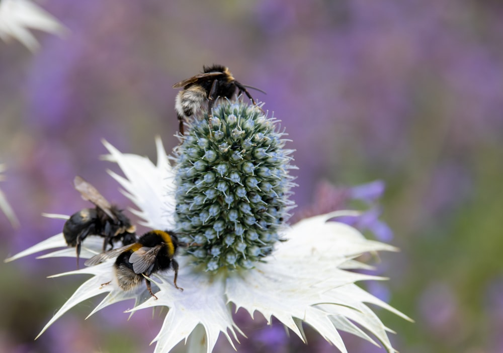 black and yellow bee on green flower