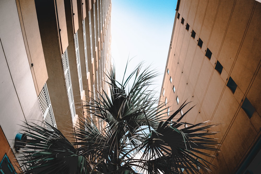 Palmera verde cerca de un edificio de hormigón blanco durante el día