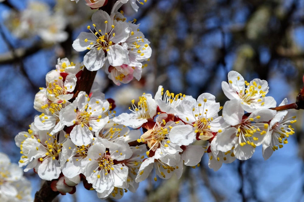 white cherry blossom in close up photography