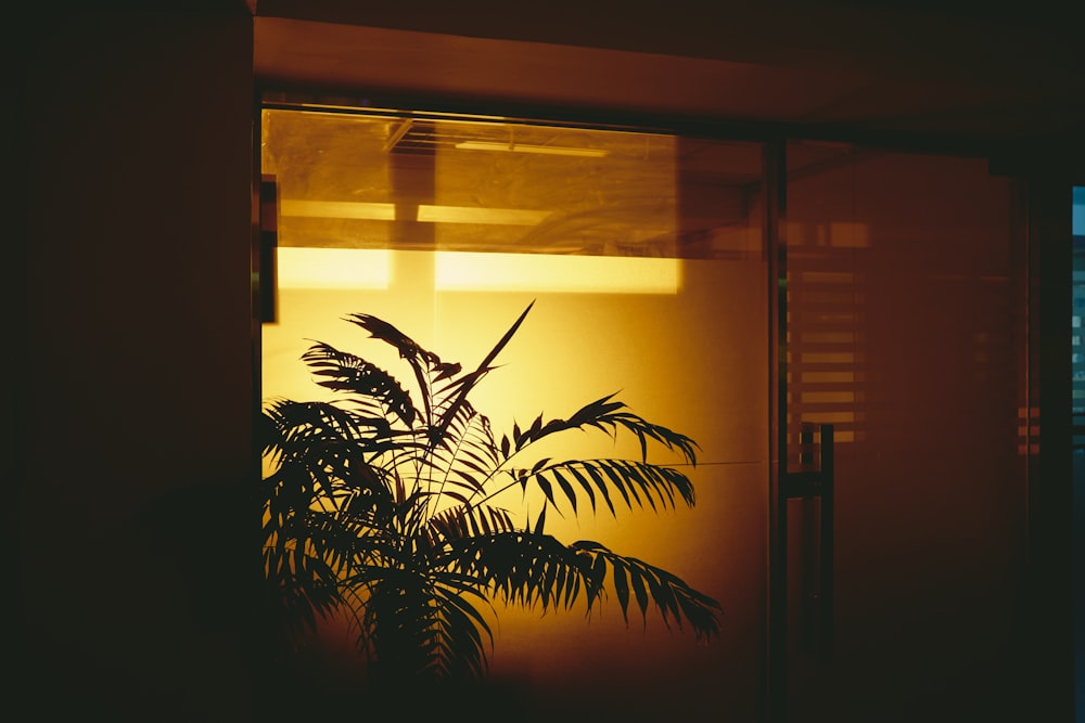 green palm plant near window