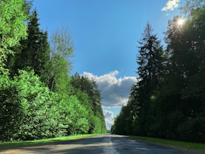 green trees beside gray asphalt road under blue sky during daytime