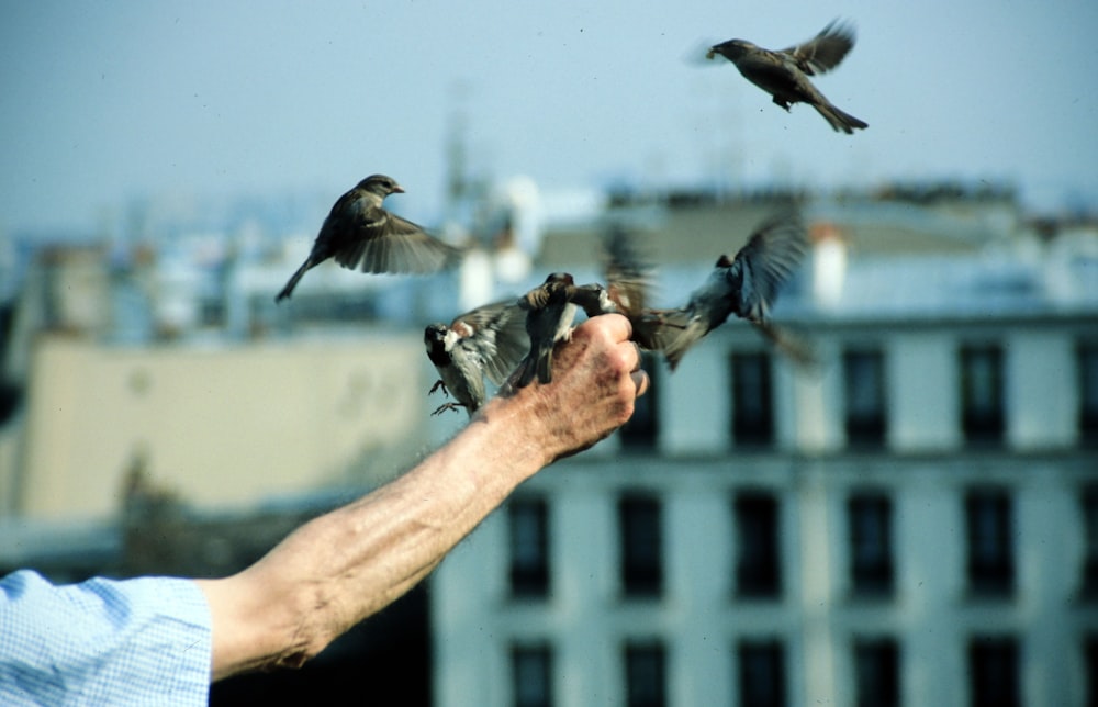 person holding three birds during daytime