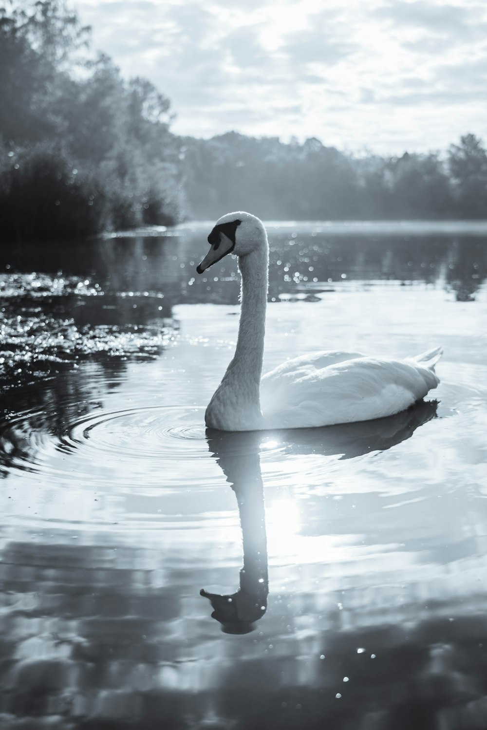 white swan on water during daytime