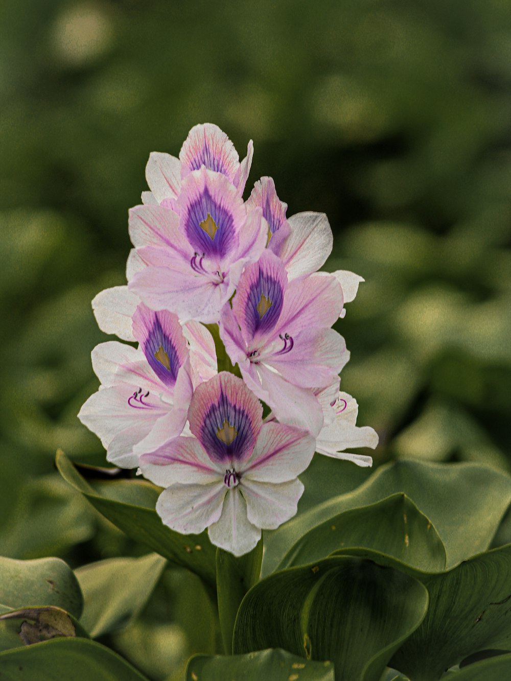 purple flower in tilt shift lens