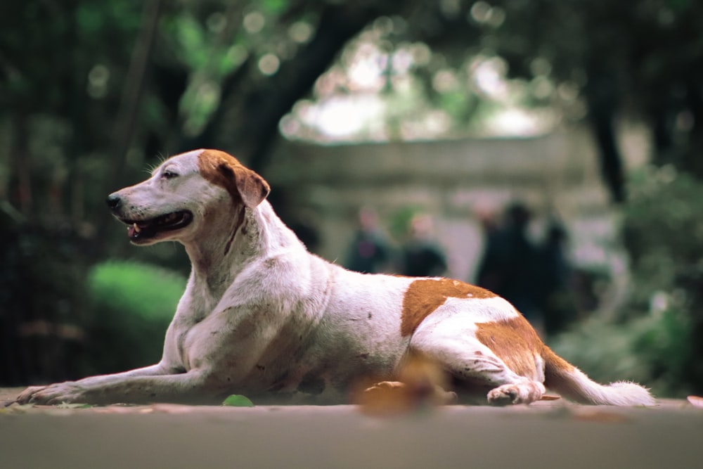 white and brown short coated dog lying on white sand during daytime