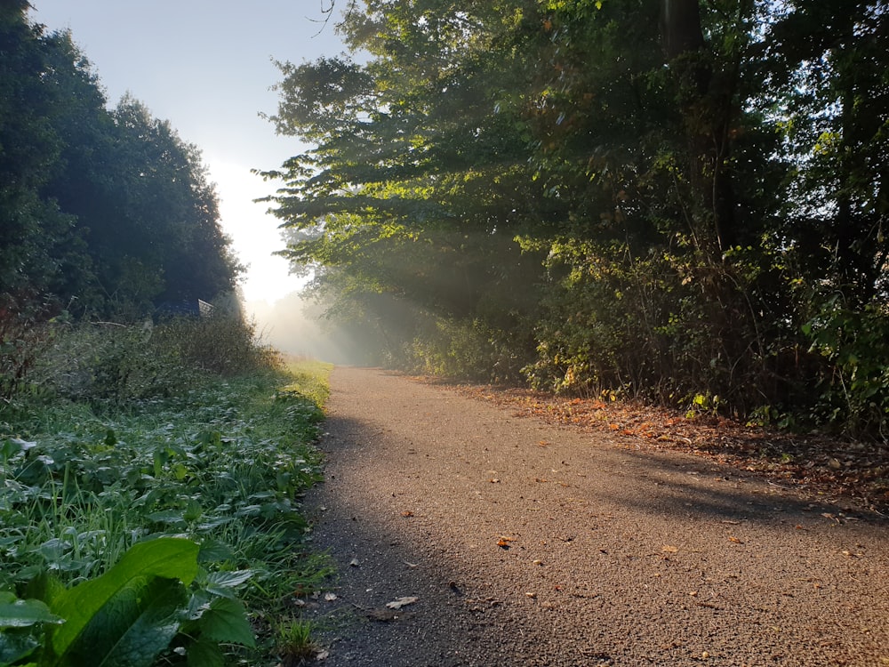 brown dirt road between green trees during daytime