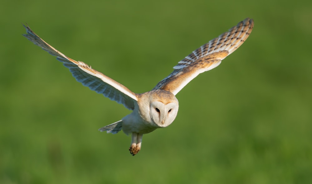 white and brown owl flying during daytime