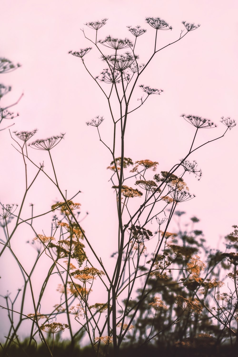 brown plant with white flowers