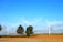 A landscape with a clear blue sky featuring two tall wind turbines on a field of golden-brown grass. Three green trees stand prominently in the foreground, partially obscuring one of the turbines. A row of distant trees lines the horizon under the bright sky filled with fluffy clouds.