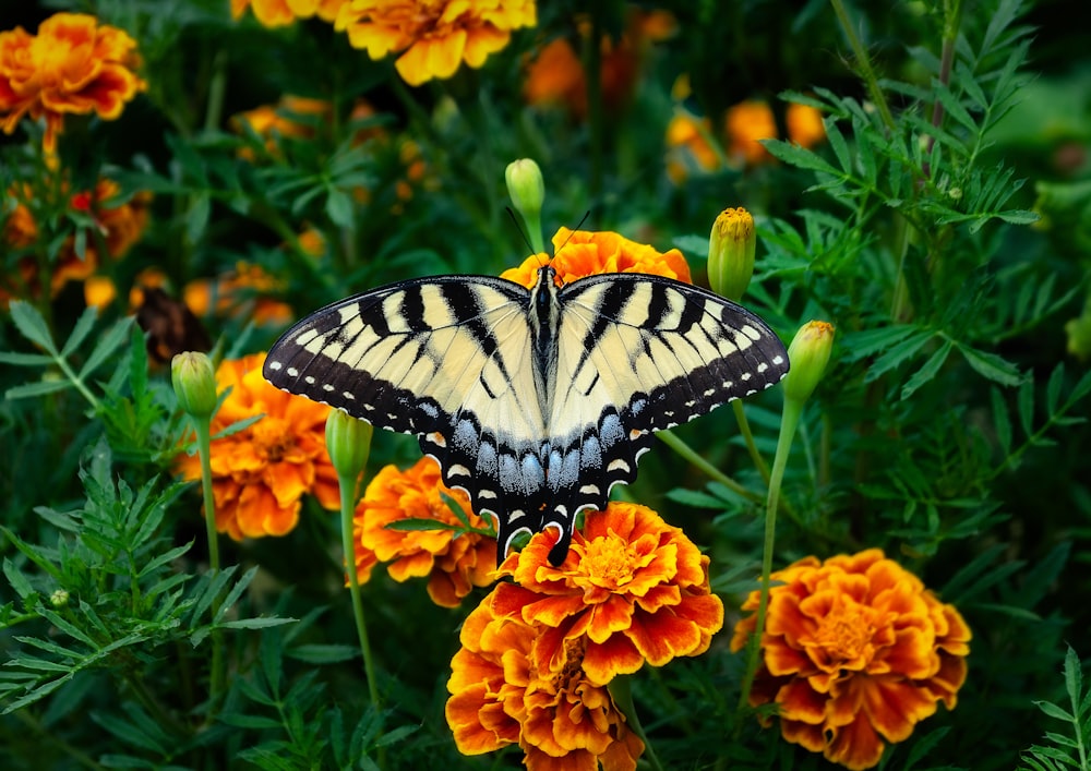 호랑이 호랑이 호랑이 나비는 낮 동안 클로즈업 촬영에서 주황색 꽃에 앉아 있습니다.