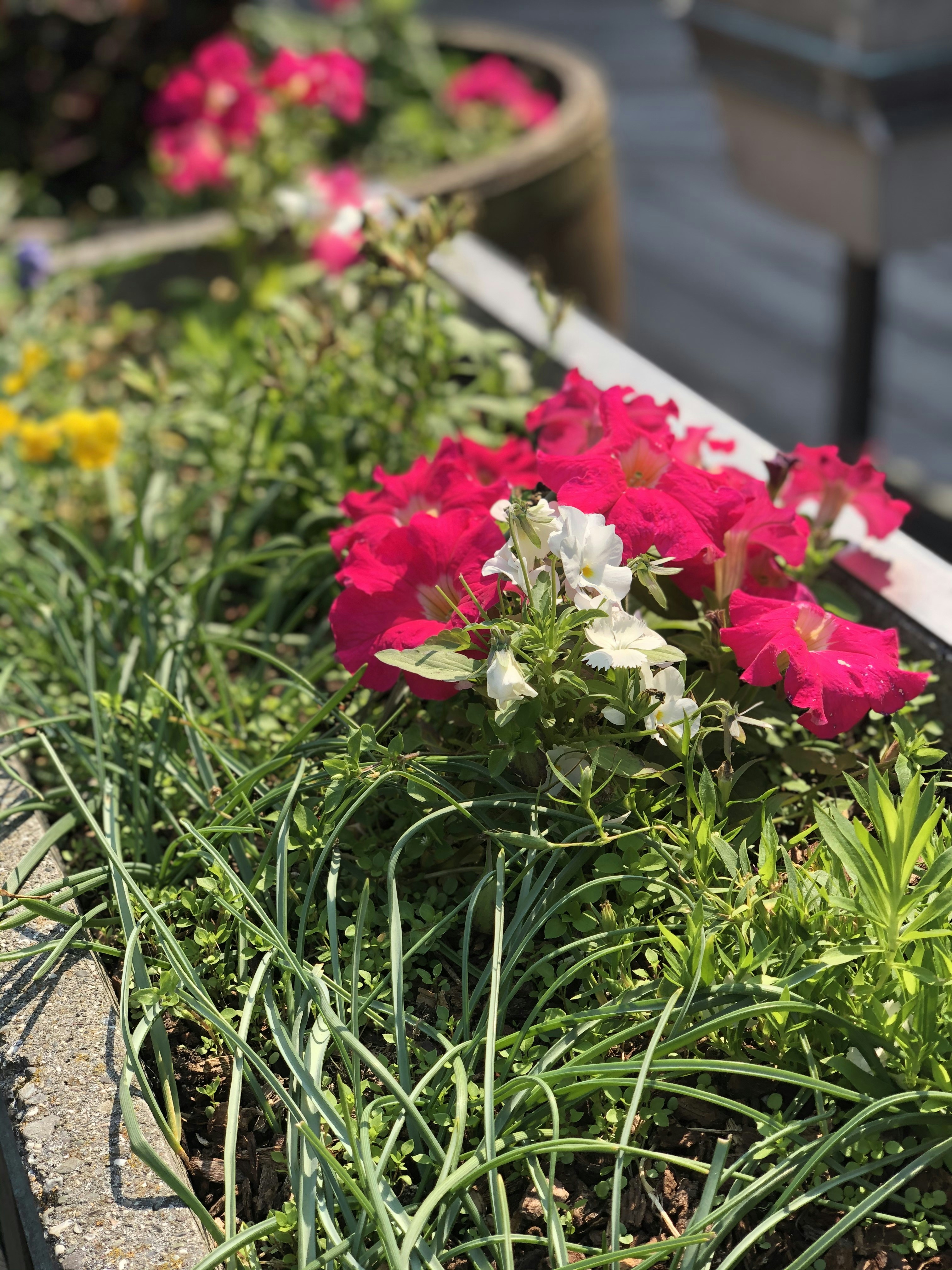 Elegant Garden Planter