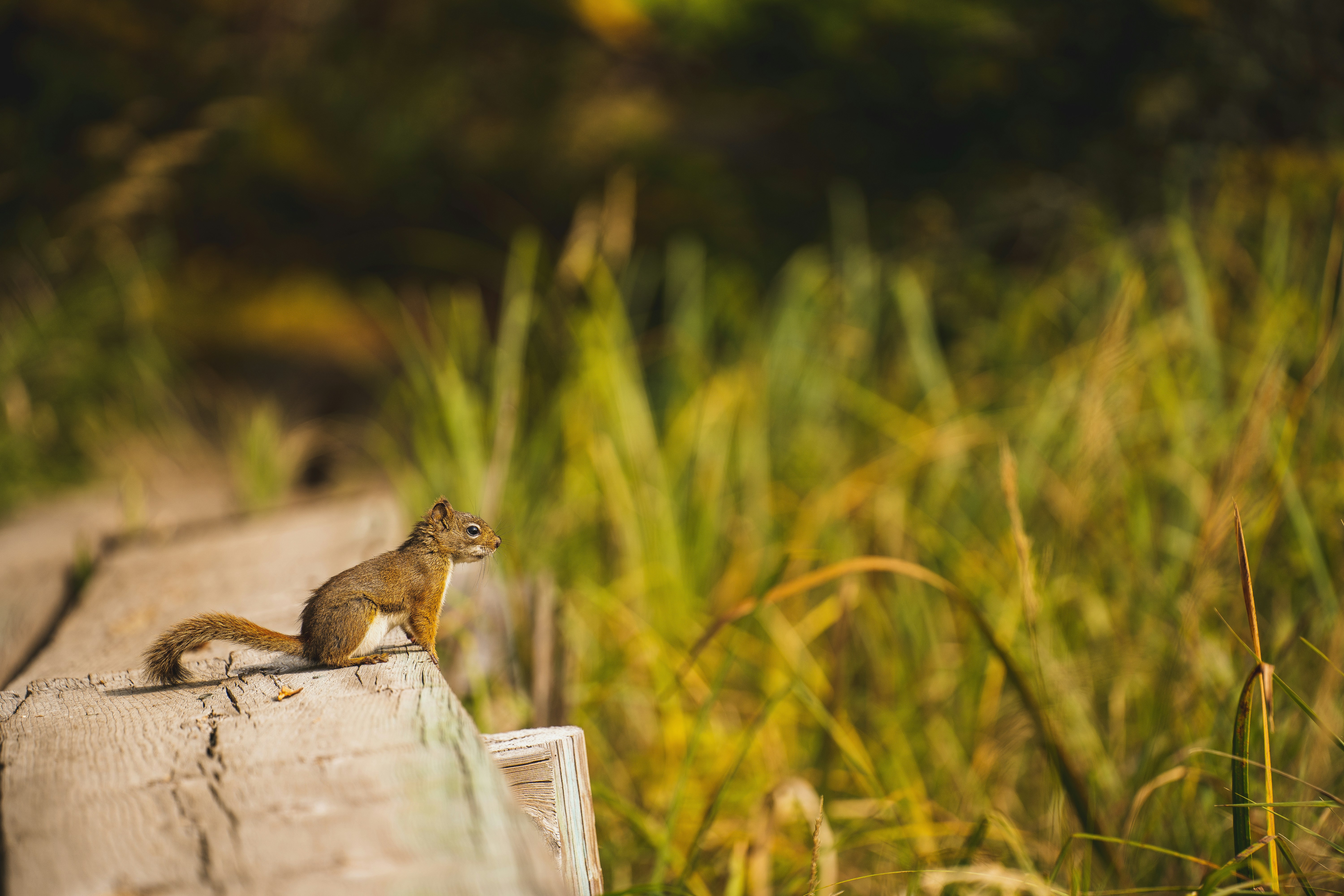 Voyageurs National Park