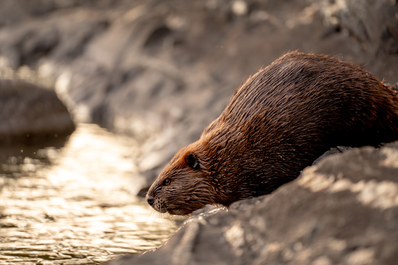 Pitchstone Waters Beaver Report