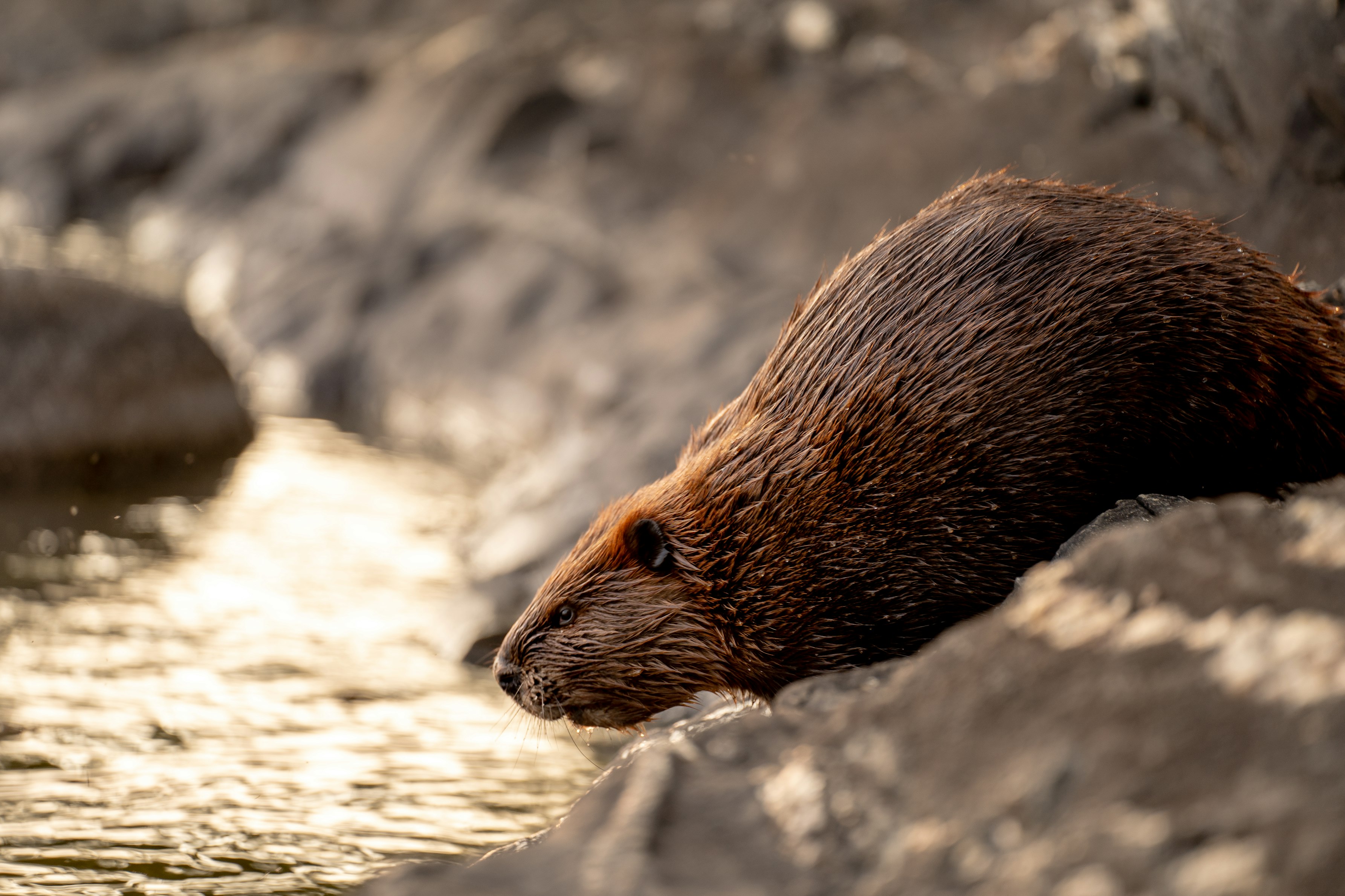 Beavers Are Heat Wave Heroes