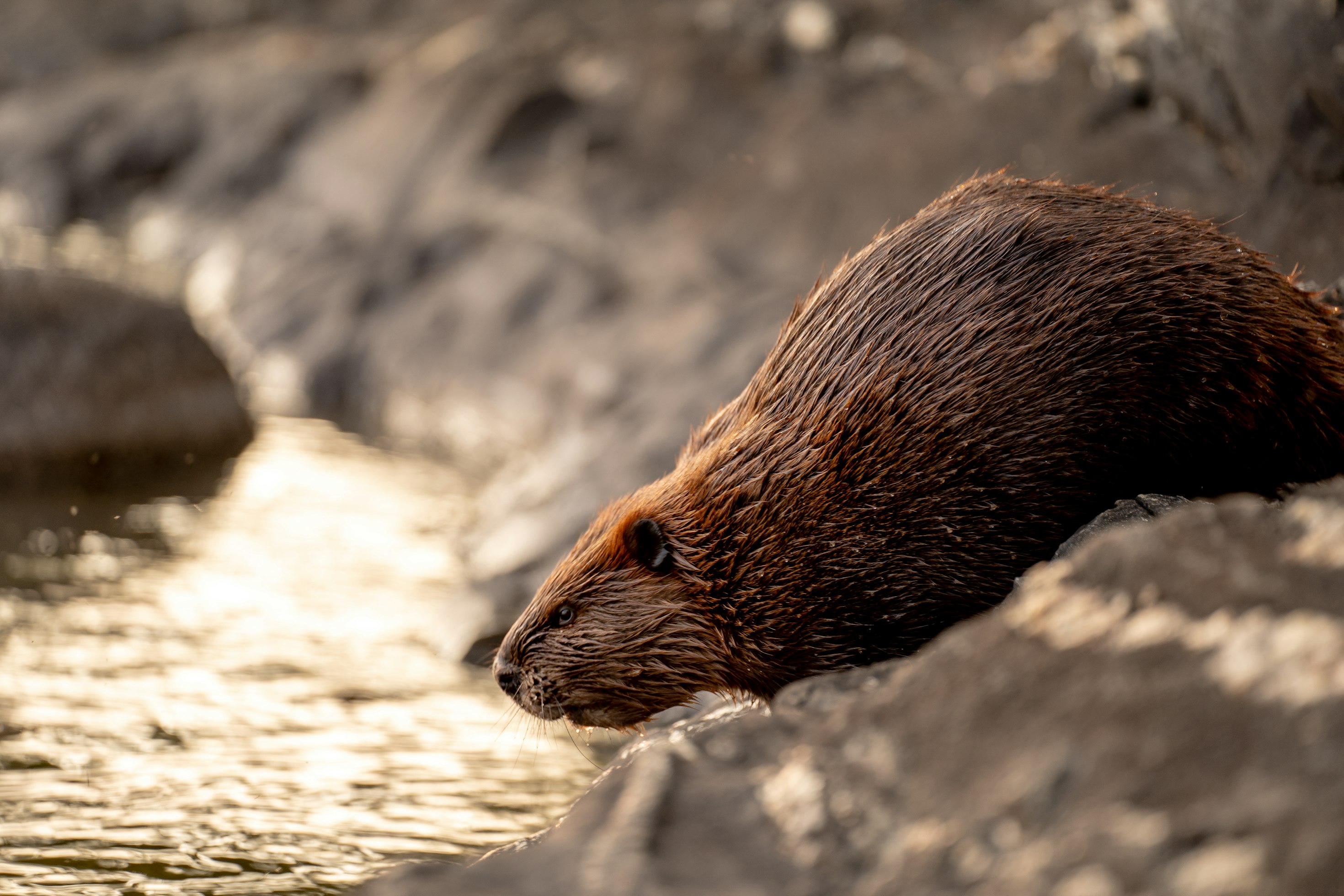 Leave It to Beavers