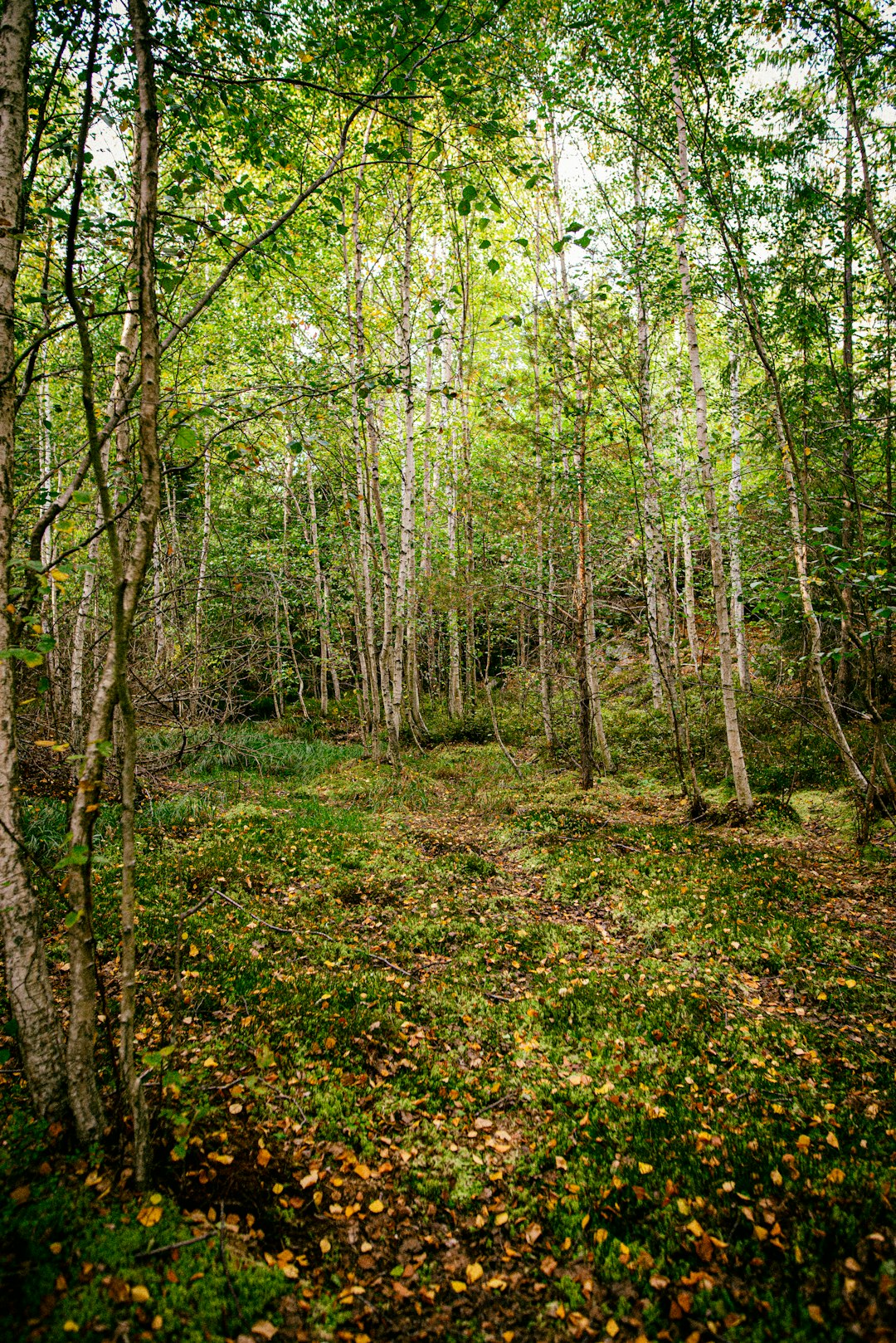 Forest photo spot Velamsund Sweden