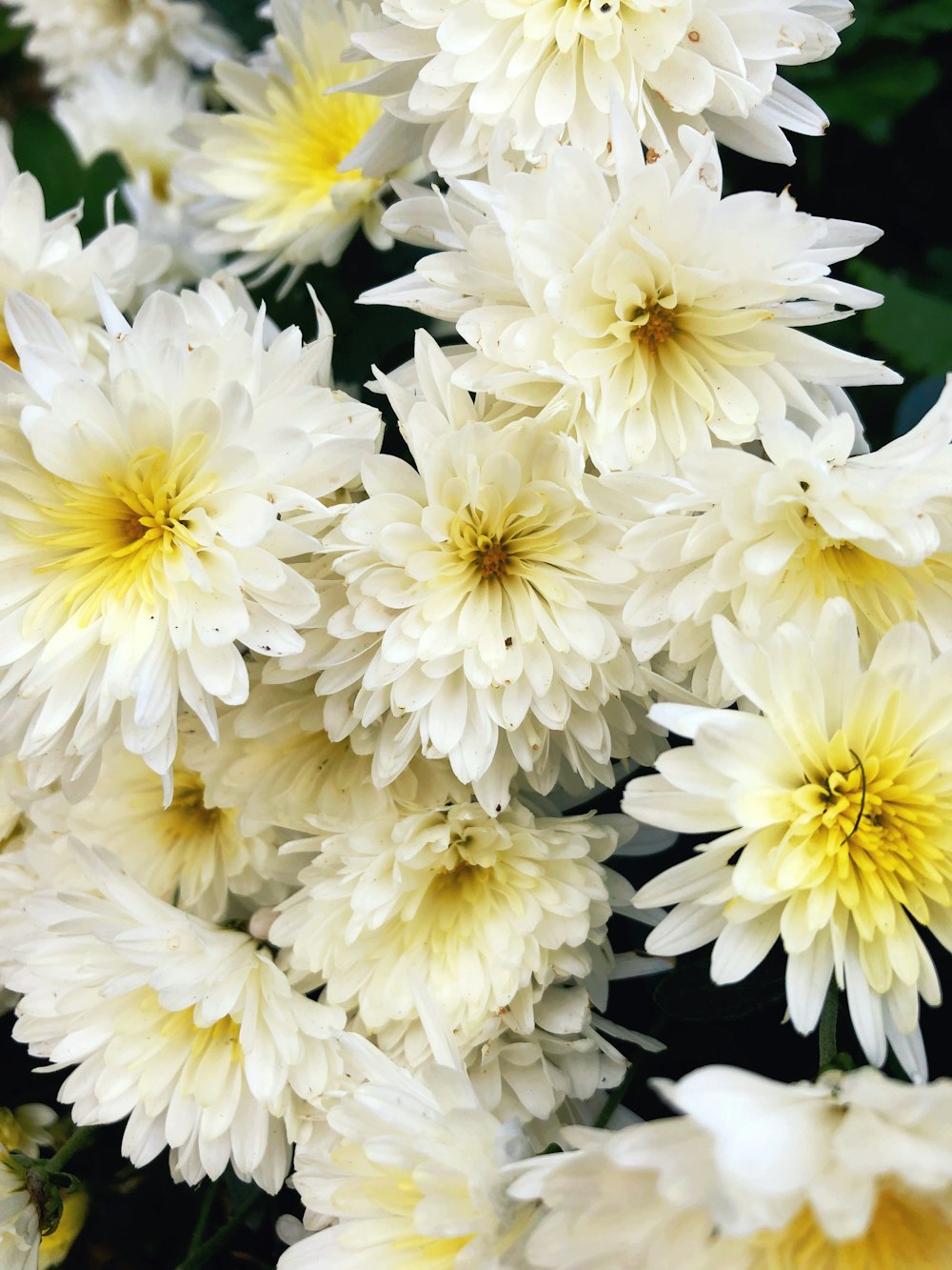 white and yellow flowers with black background