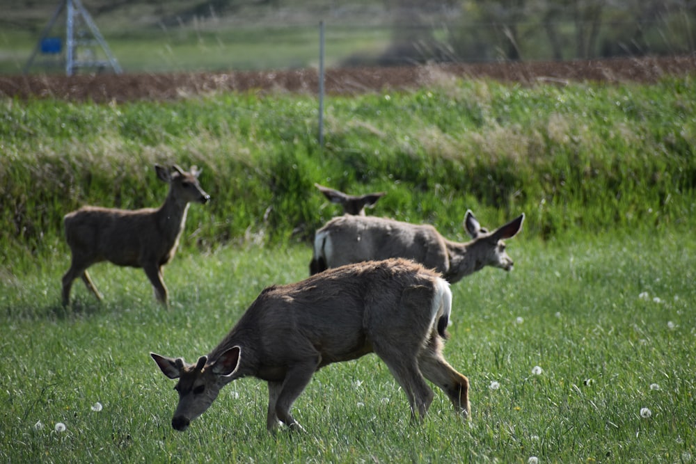 herd of deer on green grass field during daytime