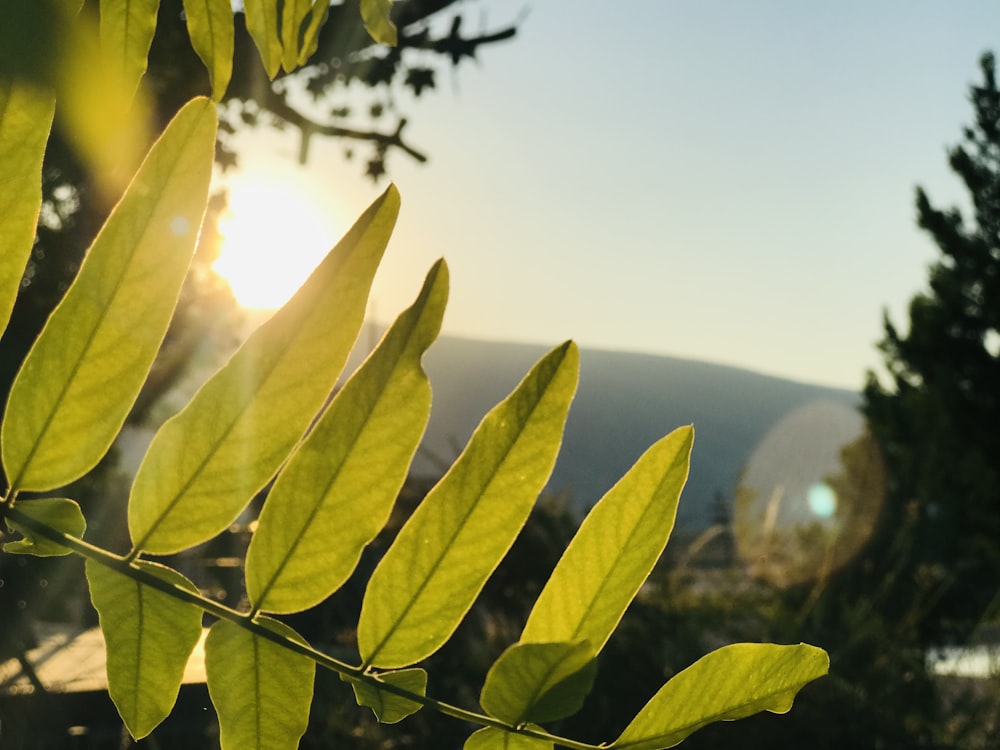 green leaves on mountain during daytime