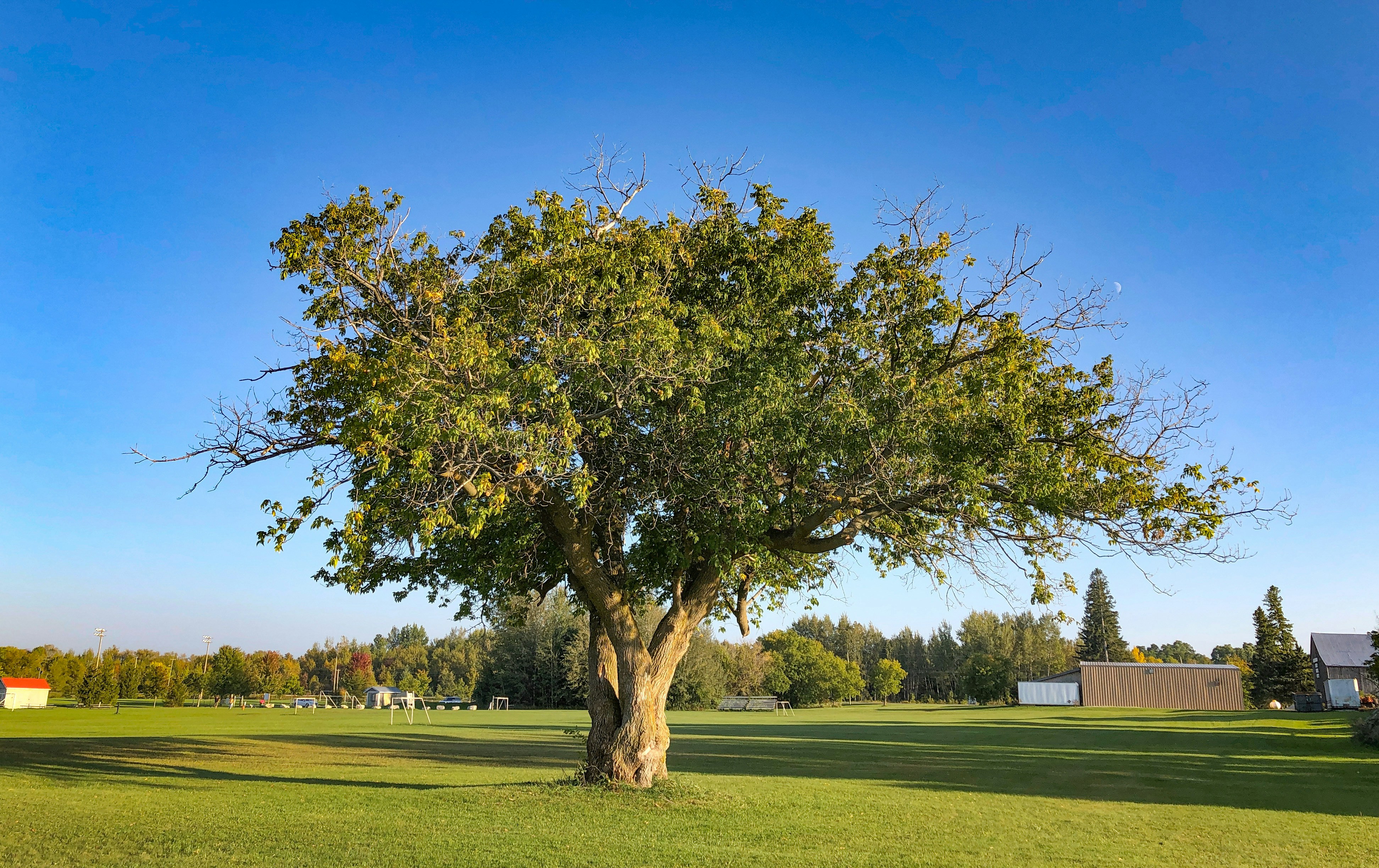 green tree on green grass field during daytime